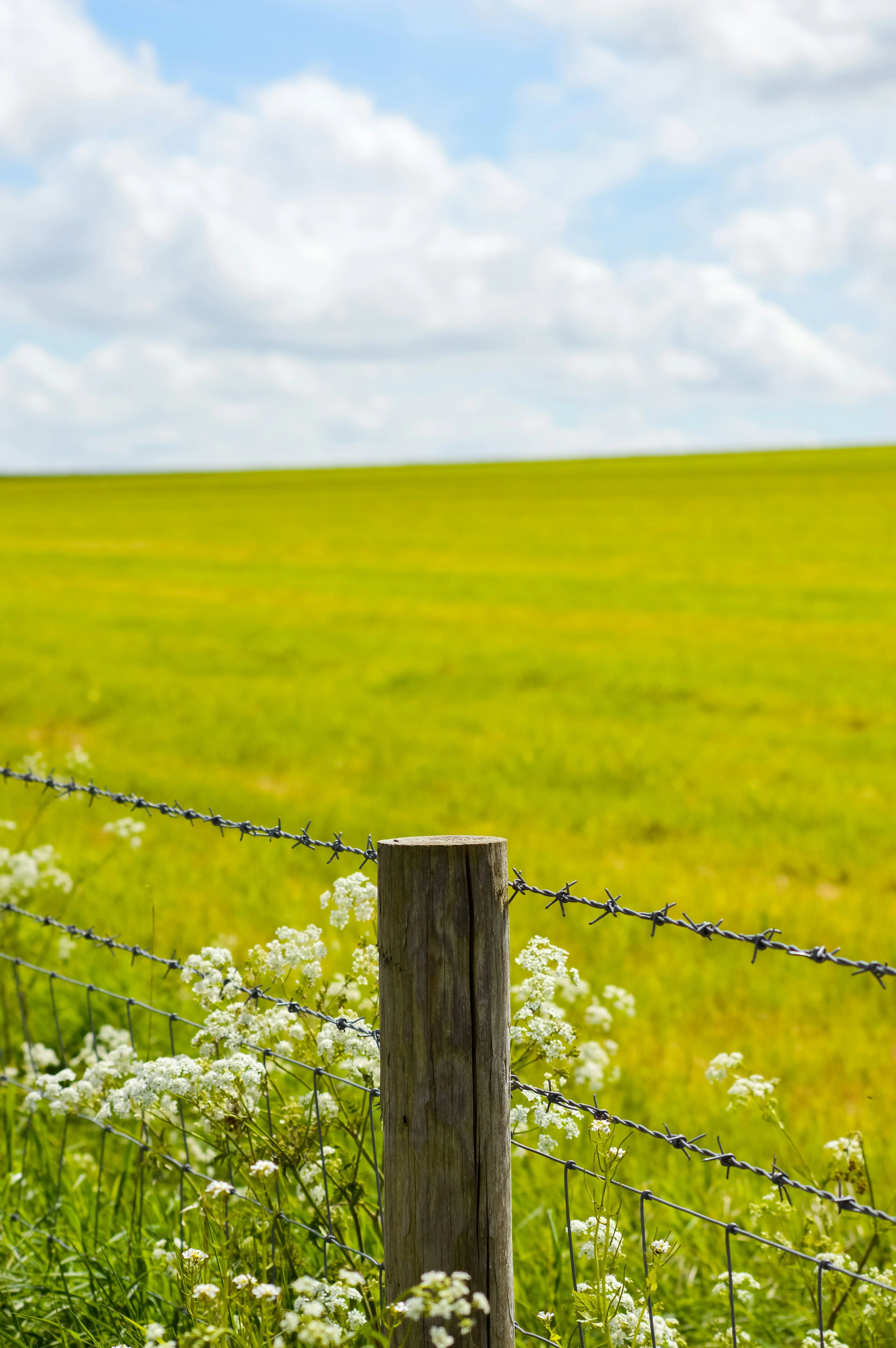 fence