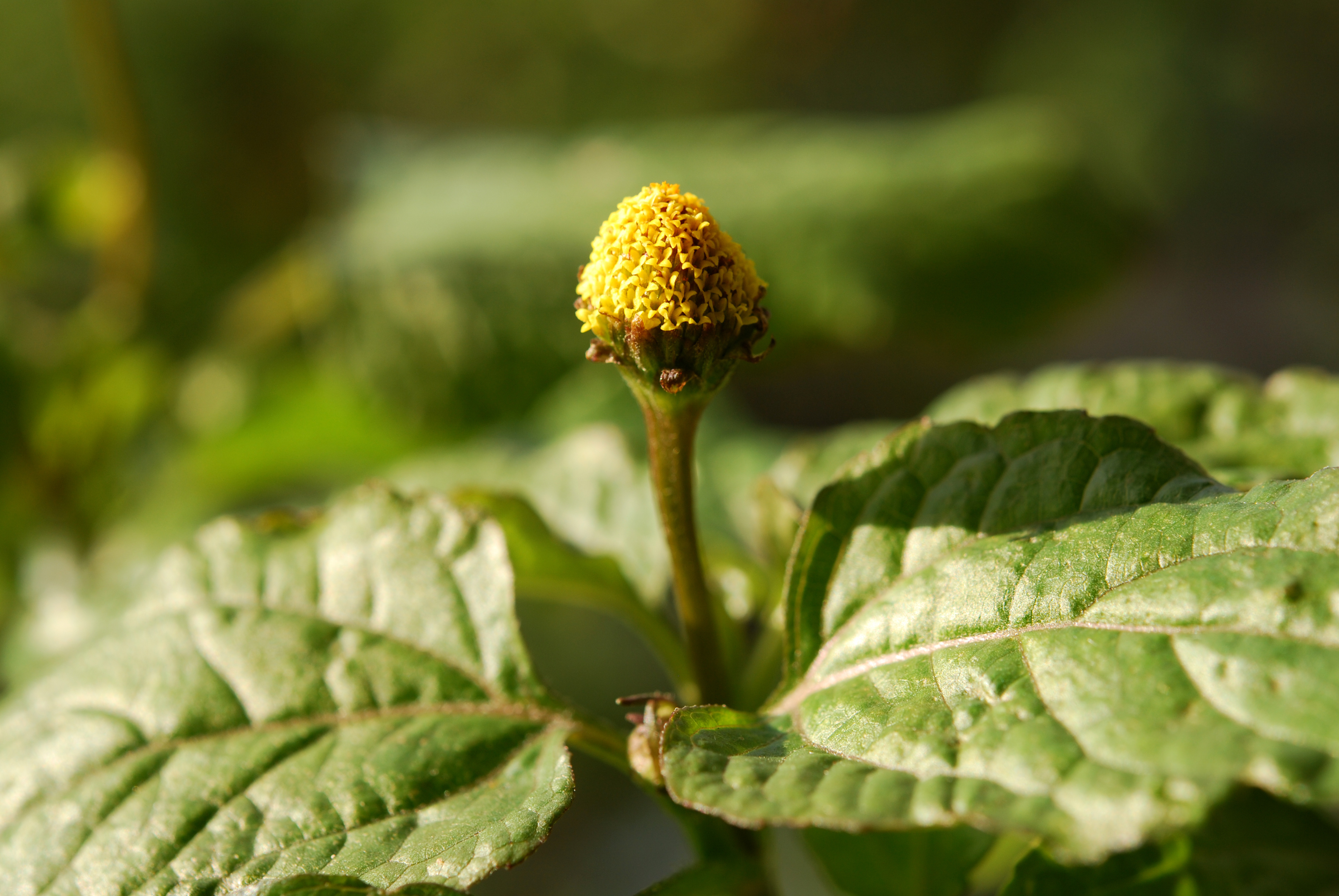 Spilanthes acmella flower