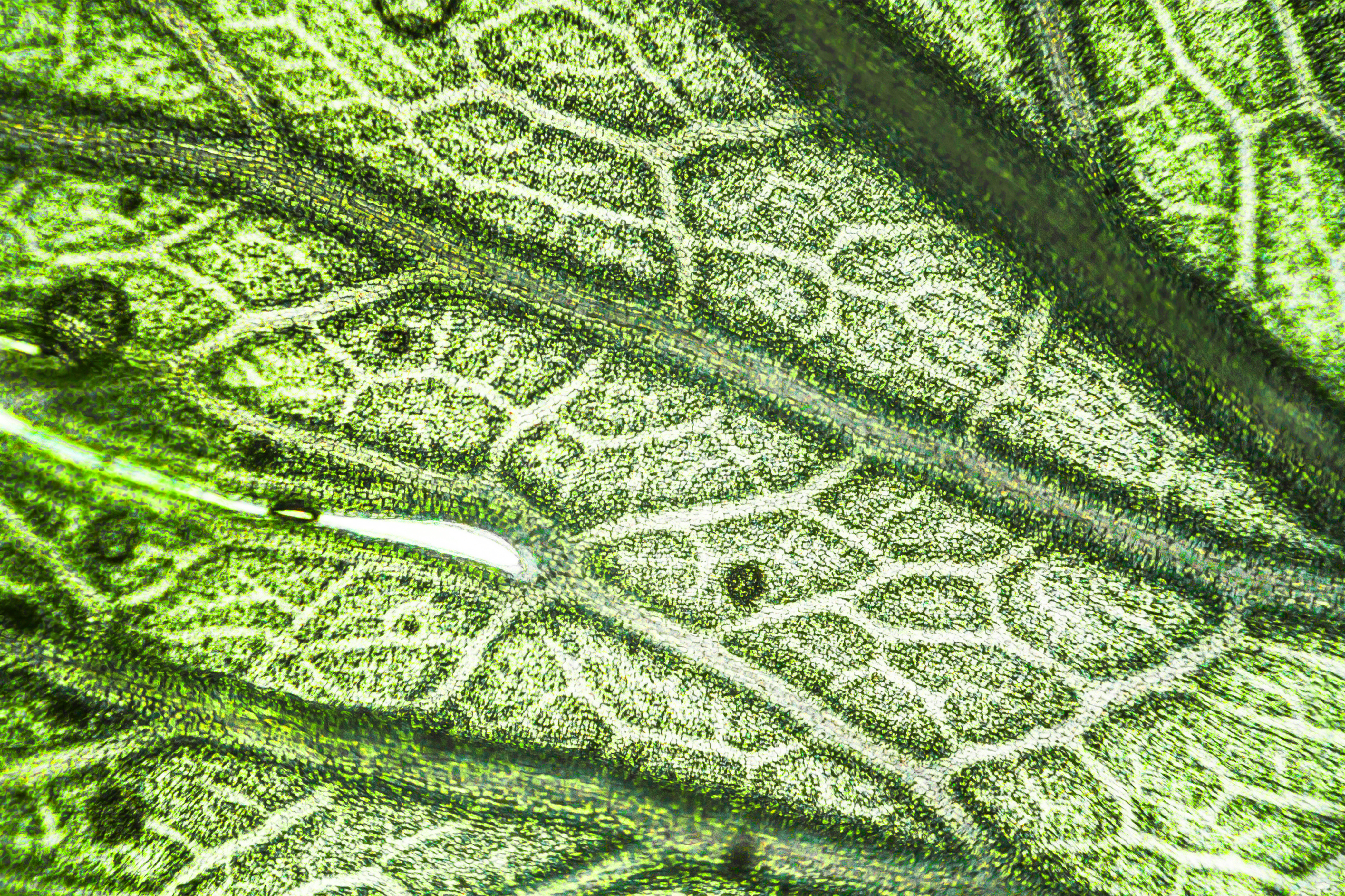Leaf macro — precision and detail in nature